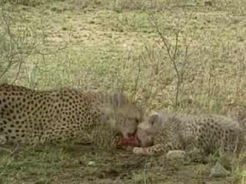 plants and animals depend on each other clip youtube