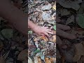 EASY Way To Mulch Your Garden Nature S Secret Revealed EASY Way To Mulch Your Garden Nature S Secret Revealed