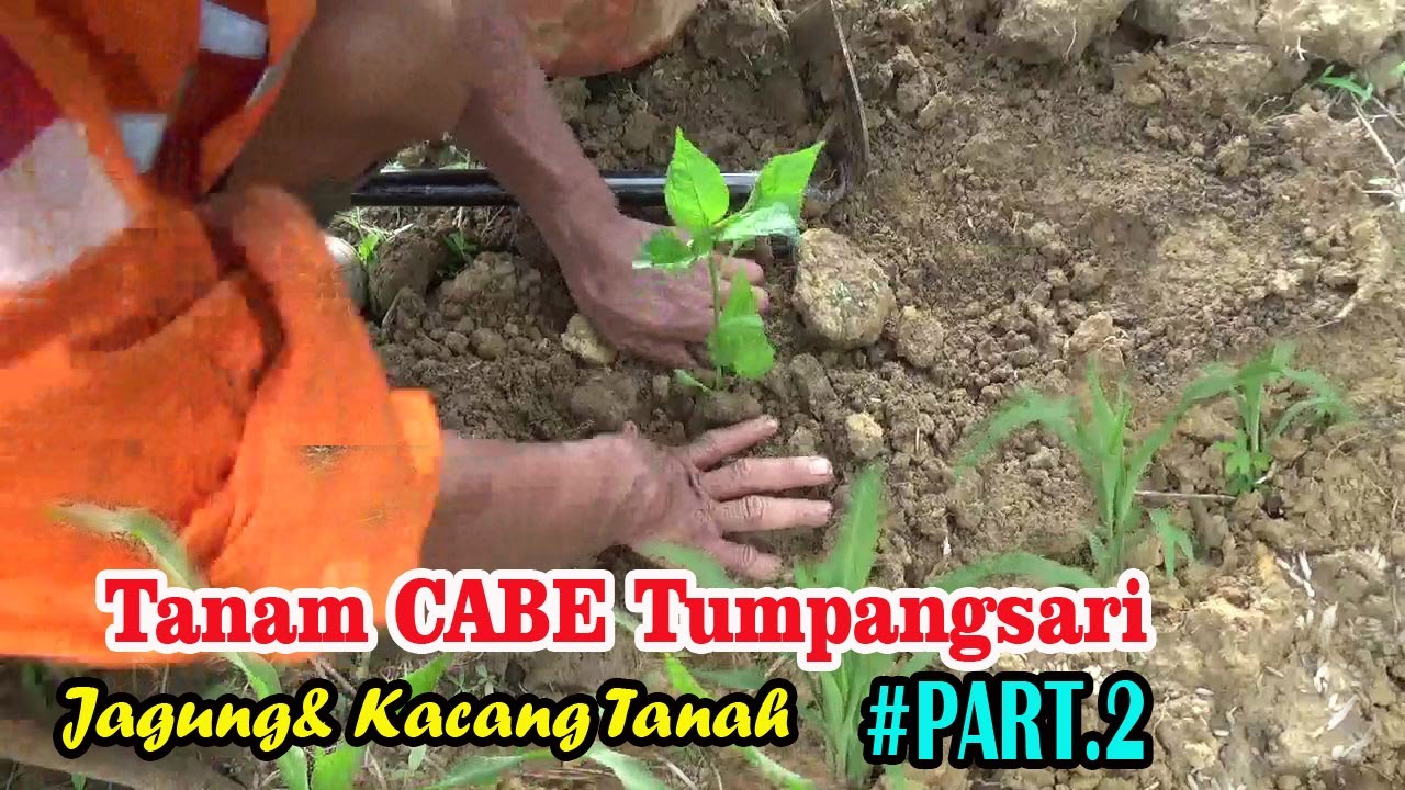 Cara Kami Menamam CABE RAWIT di Lahan Tumpang Sari Tanpa Olah Tanah #