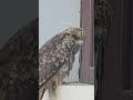 #eagles #Eagle'sStory #eagles struggle #the grounded eagle #rising from the ashes the eagle's plight