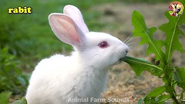 Farm Animal Sounds: Cow, Sheep, Cat, Dog, Chicken - Animal Moments