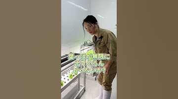 プロが水耕栽培で育てている野菜〜総集編〜＃水耕栽培＃水耕栽培キット＃水耕栽培初心者＃インテリアグリーン