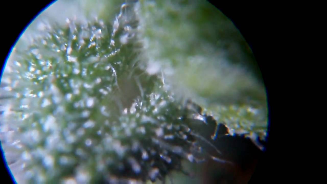 Lowryder 90w Ufo LED Grow Day 88  ( Buddha Seed Bank - Deimos )   x 60