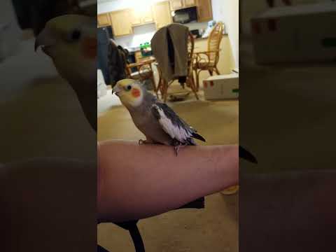 Echo the Cockatiel: Let's Groove