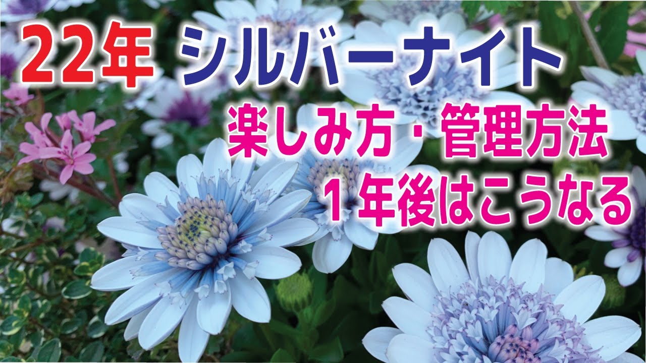 ユーザー様 ダブルオステオ シルバーナイトの鉢植えと管理方法 ダブルオステオ2月 Youtube