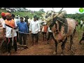 || Zabardast Racing Bulls of Kuppatgiri and Sambara Running in Bailgadi Sharyat ||