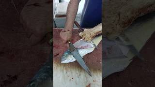 Queenfish Filleting By Fish Cutting Expert Parviz Khan