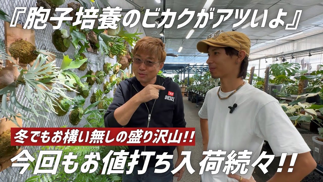 【超品出】レアなビカクシダから定番の観葉植物、多肉植物など続々入荷しています!!