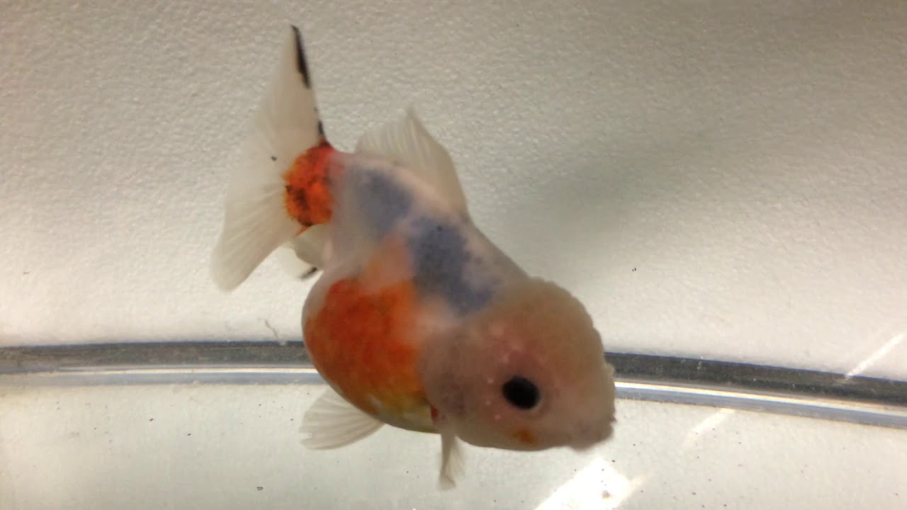 ORANDA