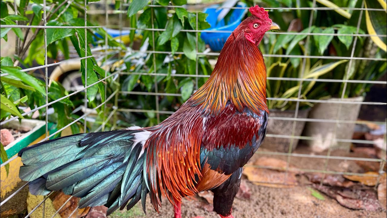 Phục vụ #top4 hàng giỏi tay đôi - ALO NGAY 