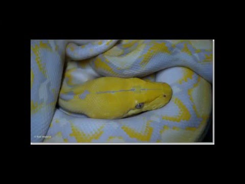 Lavender dwarf albino reticulated python female