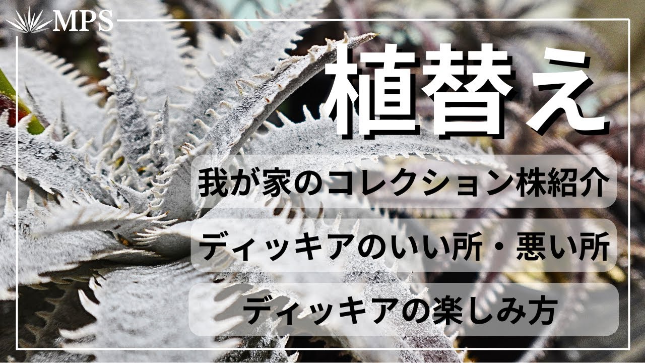 ディッキア】植替え。コレクション株の紹介と土の作り方やいい所悪い所