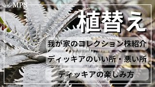 ディッキア】植替え。コレクション株の紹介と土の作り方やいい所悪い所