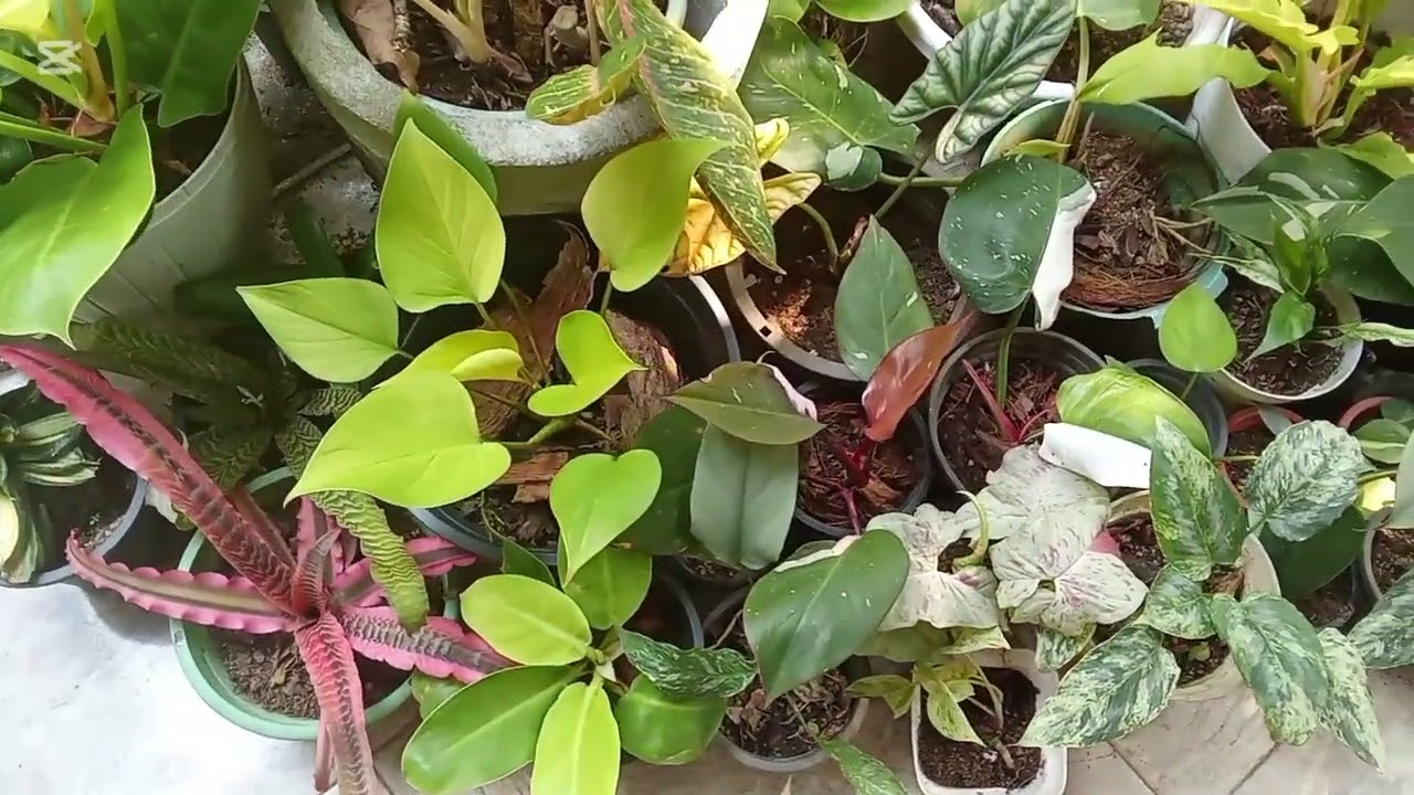 Minwara  flora ❤️0778748751❤️