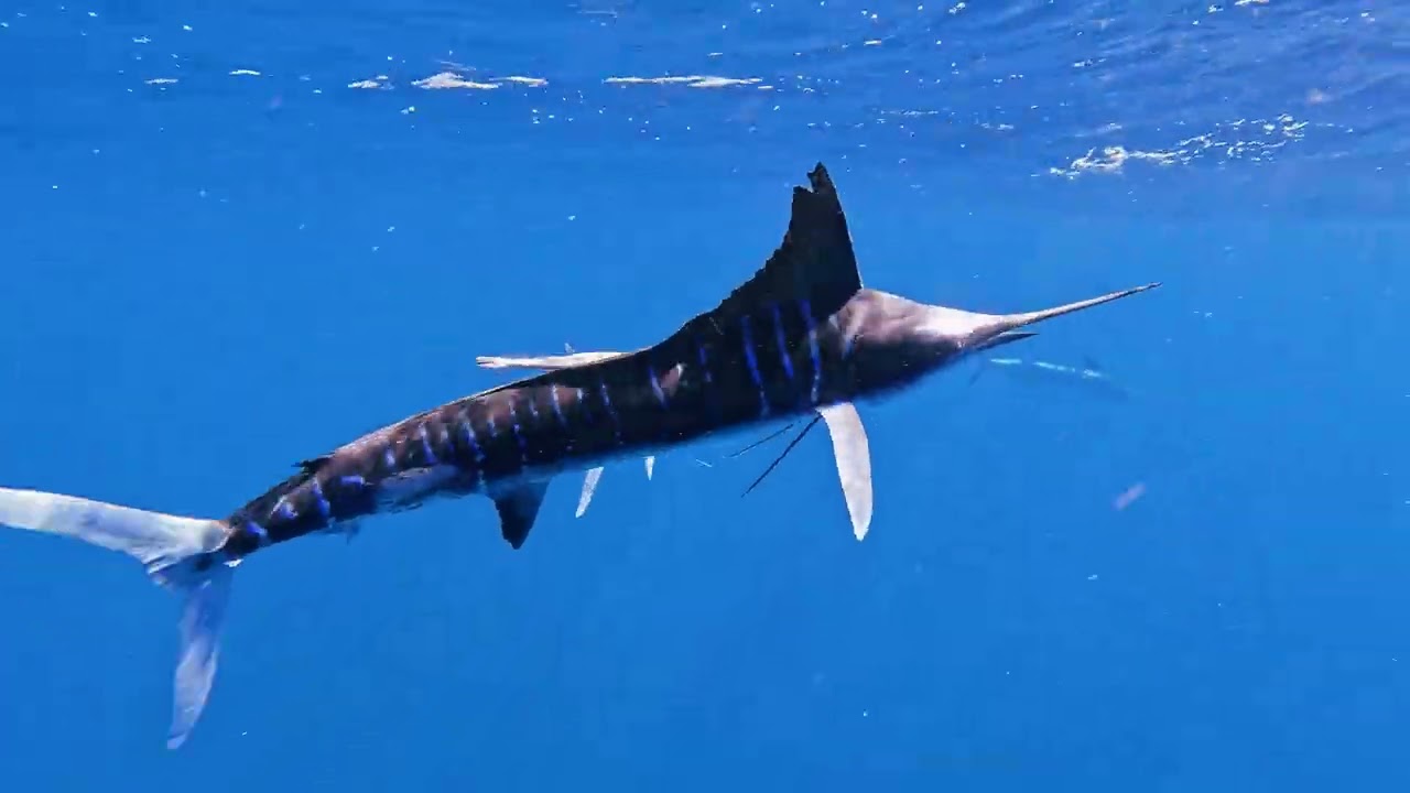 Raw marlin footage Mag Bay
