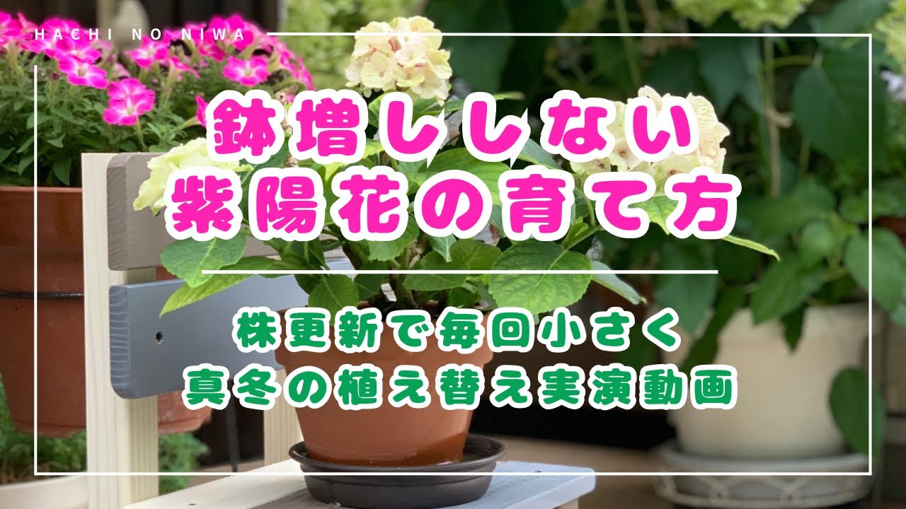 紫陽花の育て方・植え替え方法】鉢増ししない植え替えで株更新