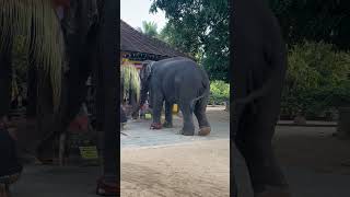 පෙරහැර රාජකාරියට නාථ දේවාශිර්වාදය | Sacred Moment 🐘🙏 Elephant Worships God Natha Before Perahera