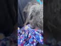 HELP NEEDED: Forgotten Pup Lays On Roadside For MONTHS [STORY BELOW]