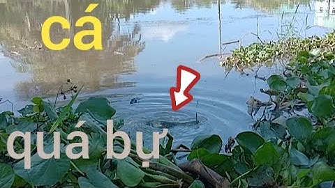 Câu Cá Rô Đồng, giật quéo cần,đã tay,cá mùa này mập ú,#caucatv186 #cauca #@caucatv186.