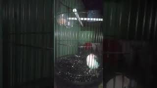 Download Lagu Lovebird berasuara aneh suara ............ MP3 Download Lagu Lovebird berasuara aneh suara ............ MP3
