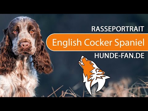 ► English Cocker Spaniel [2019] Rasse, Aussehen &amp; Charakter