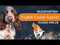 English Cocker Spaniel [2019] Rasse, Aussehen & Charakter の動画、YouTube動画。