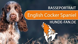 ► Cocker Spaniel [2020] History, Appearance, Temperament, Training, Exercise, Care & Health