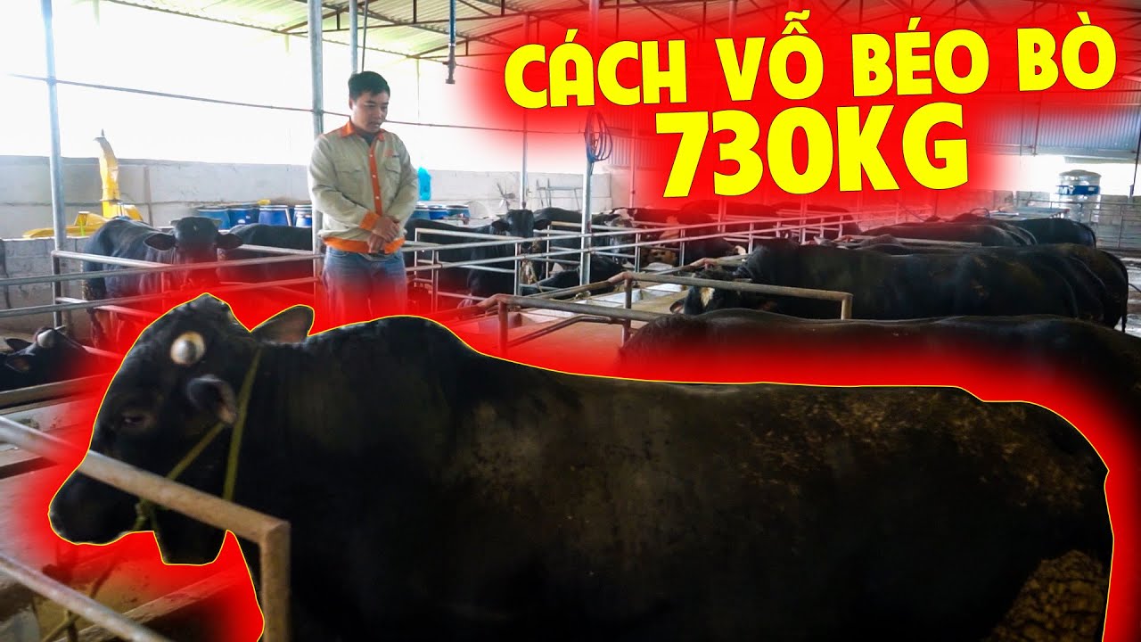 PHƯƠNG PHÁP VỖ BÉO CỰC ĐỈNH CỦA THANH NIÊN 94 |TỔNG HỢP KINH NGHIỆM Ủ CÁM HỮU ÍCH CHO BÀ CON NUÔI BÒ