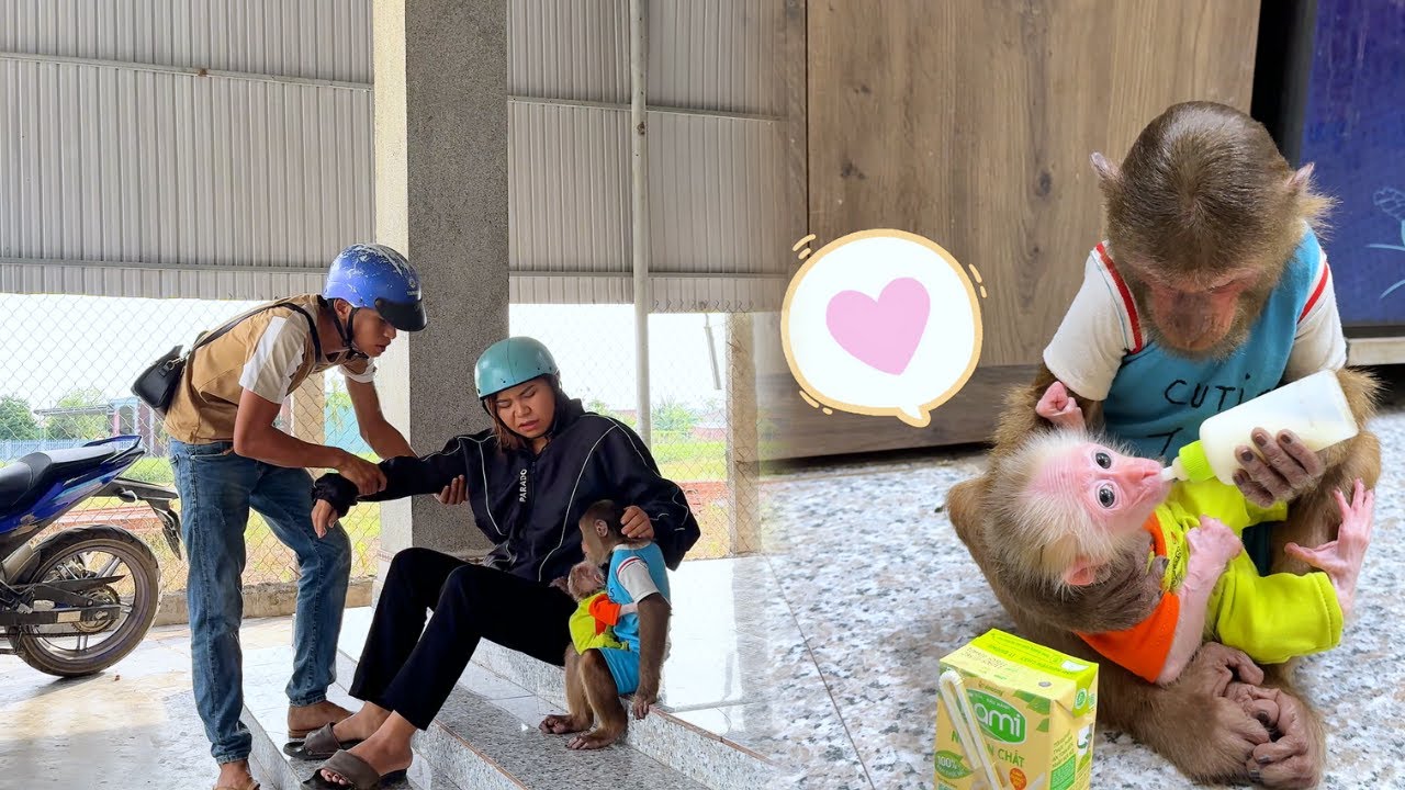 So Lovely Cute! CUTIS Warmly Take Good Care Little Monkey when Parents Leave Home!