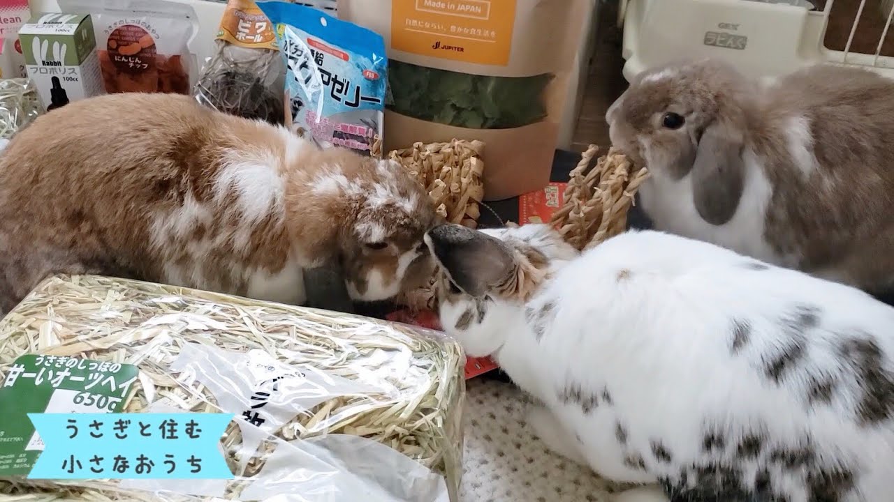 爆買い】うさぎのしっぽのセールに行ってきました〜I have purchased many goods at a rabbit specialty store〜#977 - YouTube