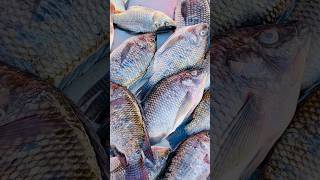 Beautiful Manipur 👍 Imphal Ima Market #exploreimphal #youtubeshorts #viralshort