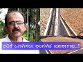 Modification of yard for drying arecanut | ಅಡಿಕೆ ಒಣಗಿಸಲು ಅಂಗಳದ ಮಾರ್ಪಾಡು| Kannada vipula news|Harvest