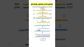 RT-PCR, qPCR and RT-qPCR difference | Molecular Biology | PCR variants | Biodotcom | #pcr
