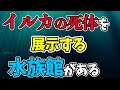 イルカの〇〇を展示する恐怖の水族館があるらしい
