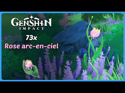Rose arc-en-ciel |