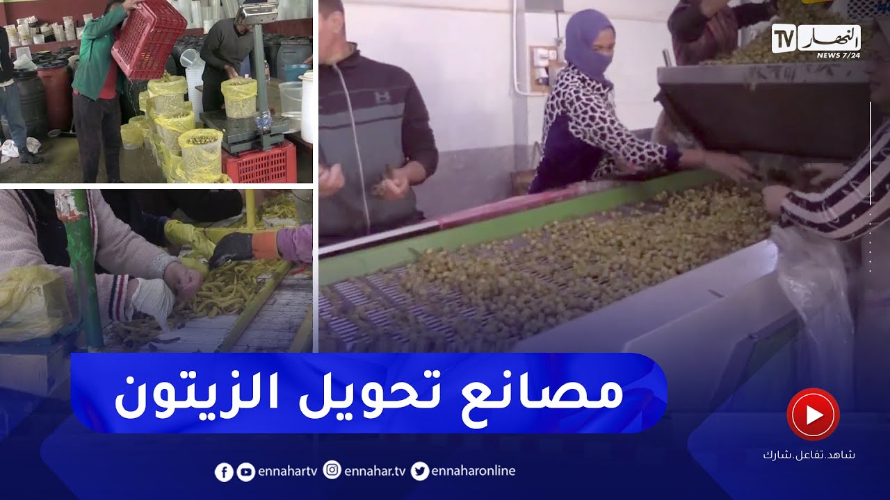 معسكر: إنتاج زيتون المائدة وتنامي مصانع التحويل.. خطوة لتشجيع المنتوج المحلي