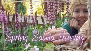 Spring Salvia Pruning • Growing Home Gardening