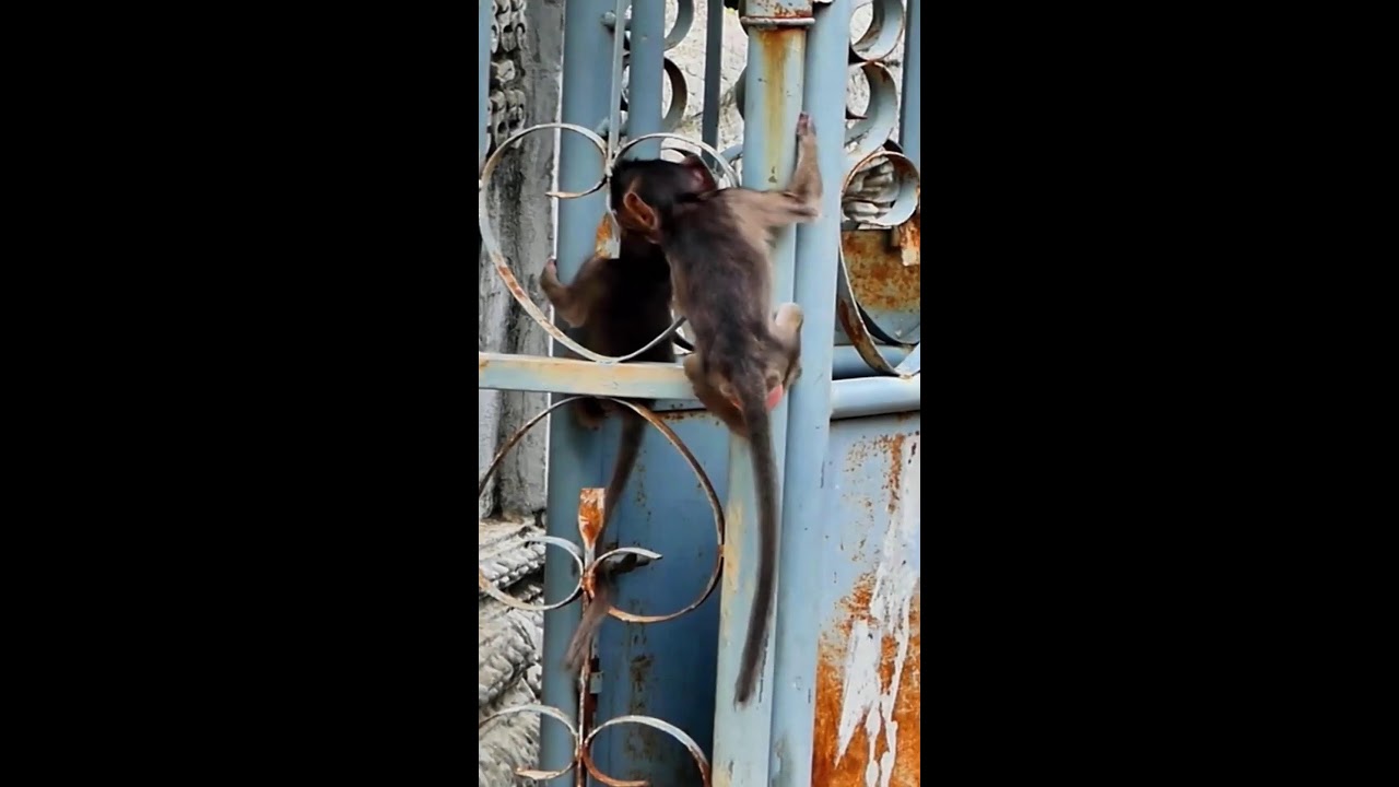 Cute..!! Hello All Please watching Activity Mother Monkey Hug Babies Will give Milk So Lovely