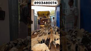 குறைந்த செலவில் 120 குட்டி வளர்ப்பு புதிய பண்ணை  குட்டி ,தீவனம்,மெடிசன் அனைத்தும் கொடுத்துள்ளோம்..