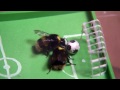 Bees learn how to play soccer  daily planet