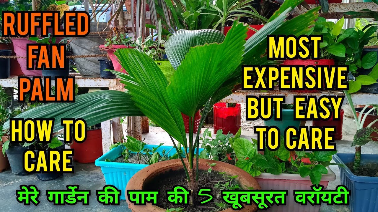 ruffled fan palm सबसे महंगा पर आसानी से कम देखभाल मे चलनेवाला पौधा/most expensive fan palm care tips