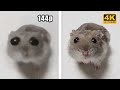 Sad hamster 144p to 4k