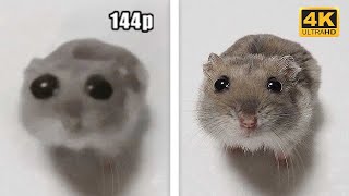 Sad Hamster 144p to 4K