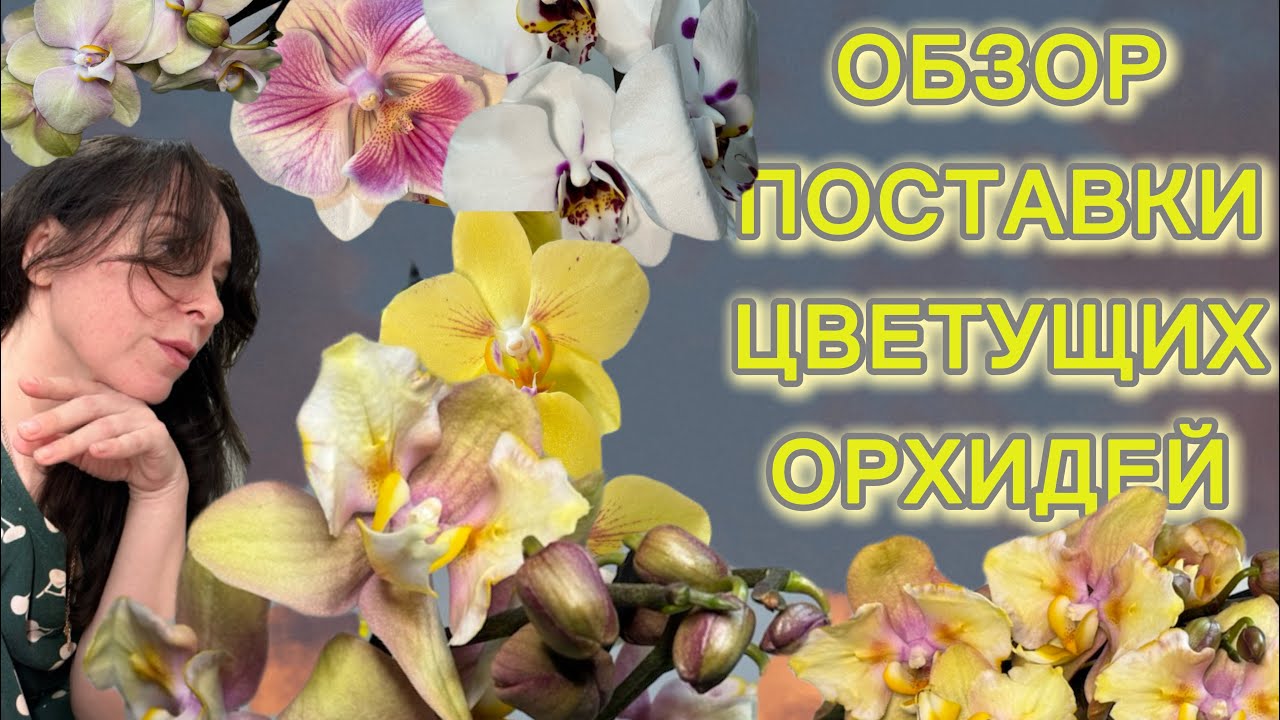 Много красивых ОРХИДЕЙ и ЭКСКЛЮЗИВ ! САМЫЙ интересный ОБЗОР🫣для меня так точно🙌🏻