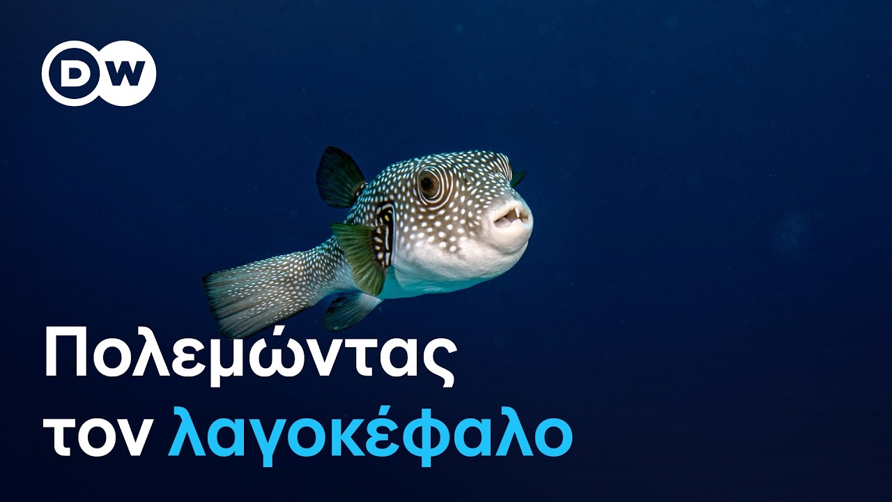 Κύπρος: Ο «πόλεμος» των ψαράδων με τον λαγοκέφαλο – Video