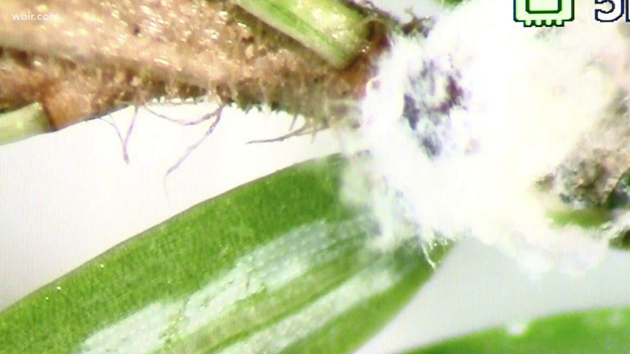 Brutal cold kills Smoky Mountain pest