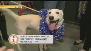 Front Street Adoption Update