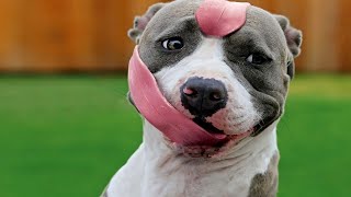 You Laugh, You Lose   Silly Dogs to Make You Laugh All Day -  Funniest Pets Videos