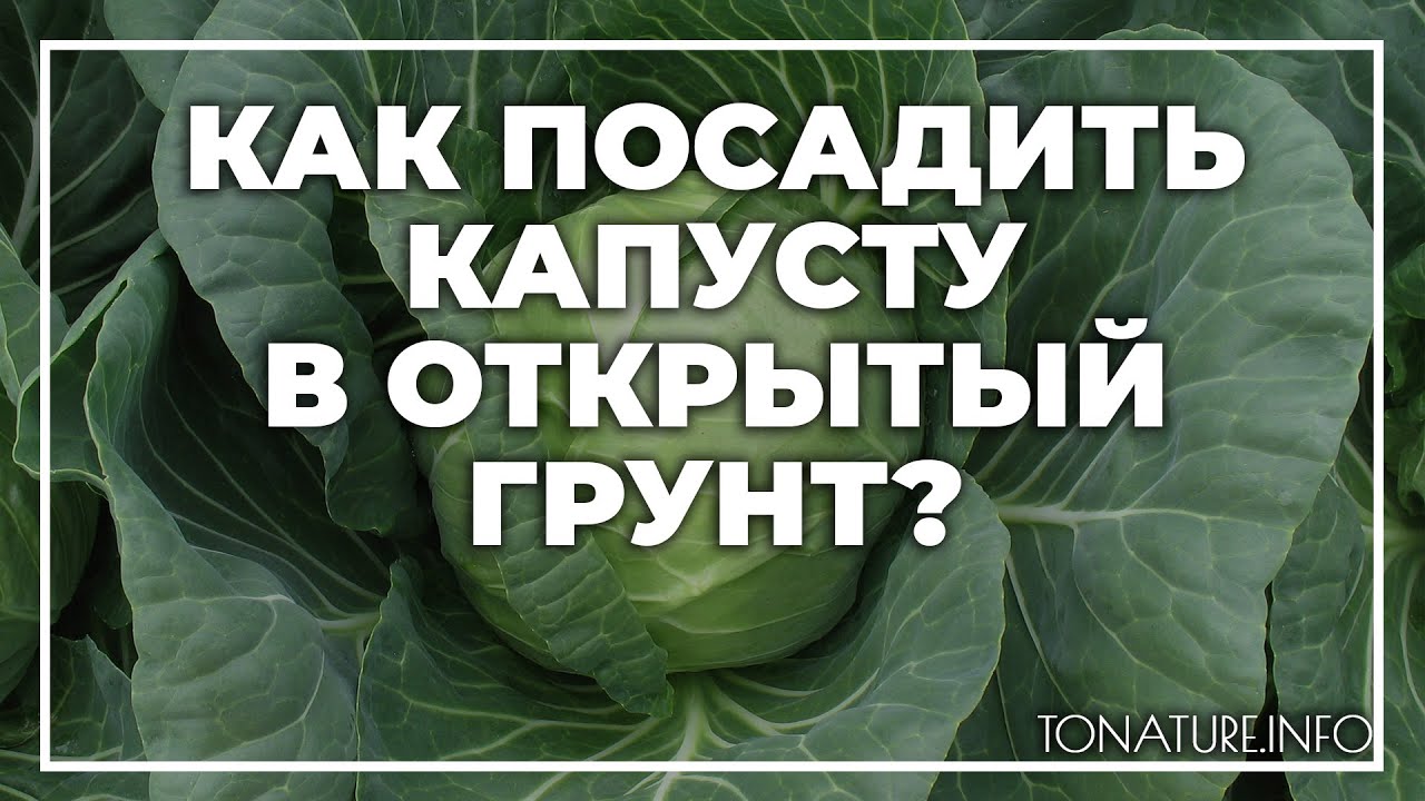 Можно ли садить капусту после капусты. Как посадить капусту на семена. Вы умеете сажать капусту Ноты.