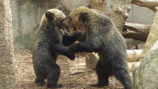 活発に動き回るエゾヒグマの子グマ~Bear's cubs in Asahiyama Zoo
